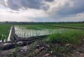 Jual Tanah 26 Are Pantai Pasut Kerambitan Tabanan View Laut Gunung