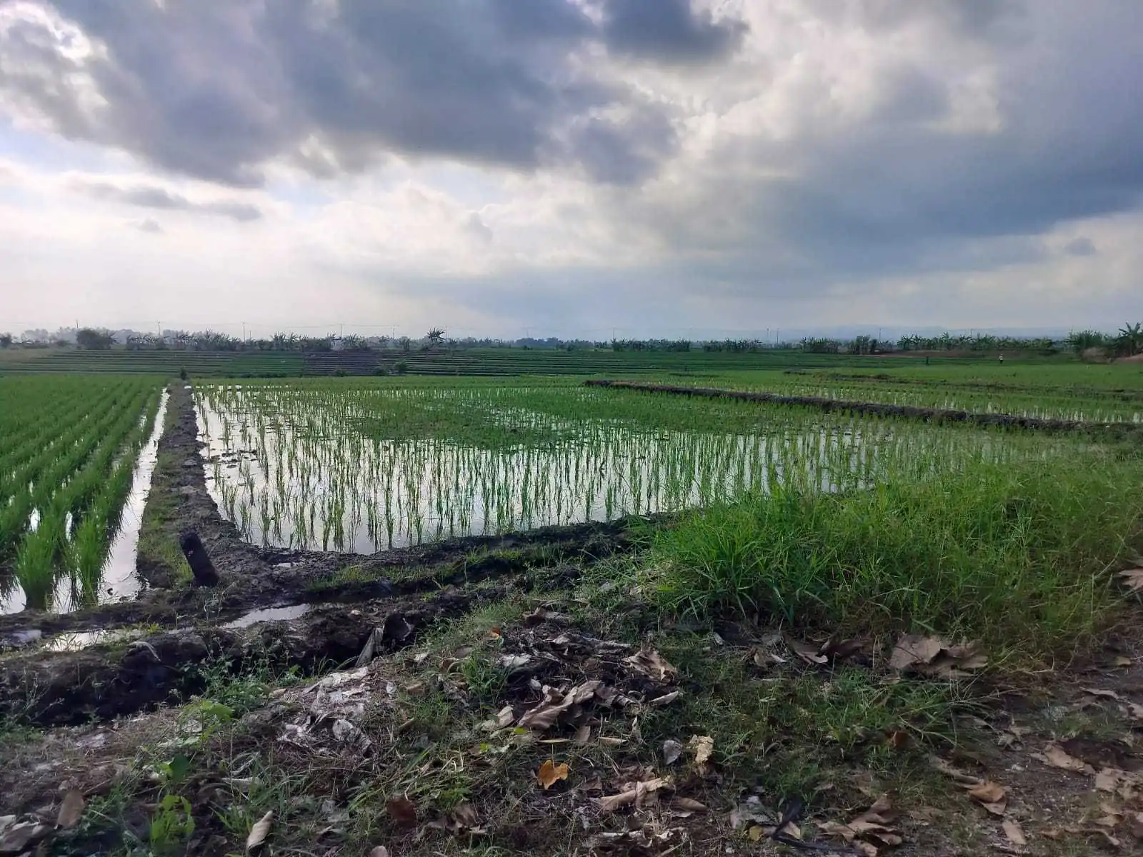 Jual Tanah 26 Are Pantai Pasut Kerambitan Tabanan View Laut Gunung