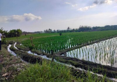 hanbrighton-jual-tanah-26-are-pantai-pasut-kerambitan-tabanan-view-laut-gunung-4