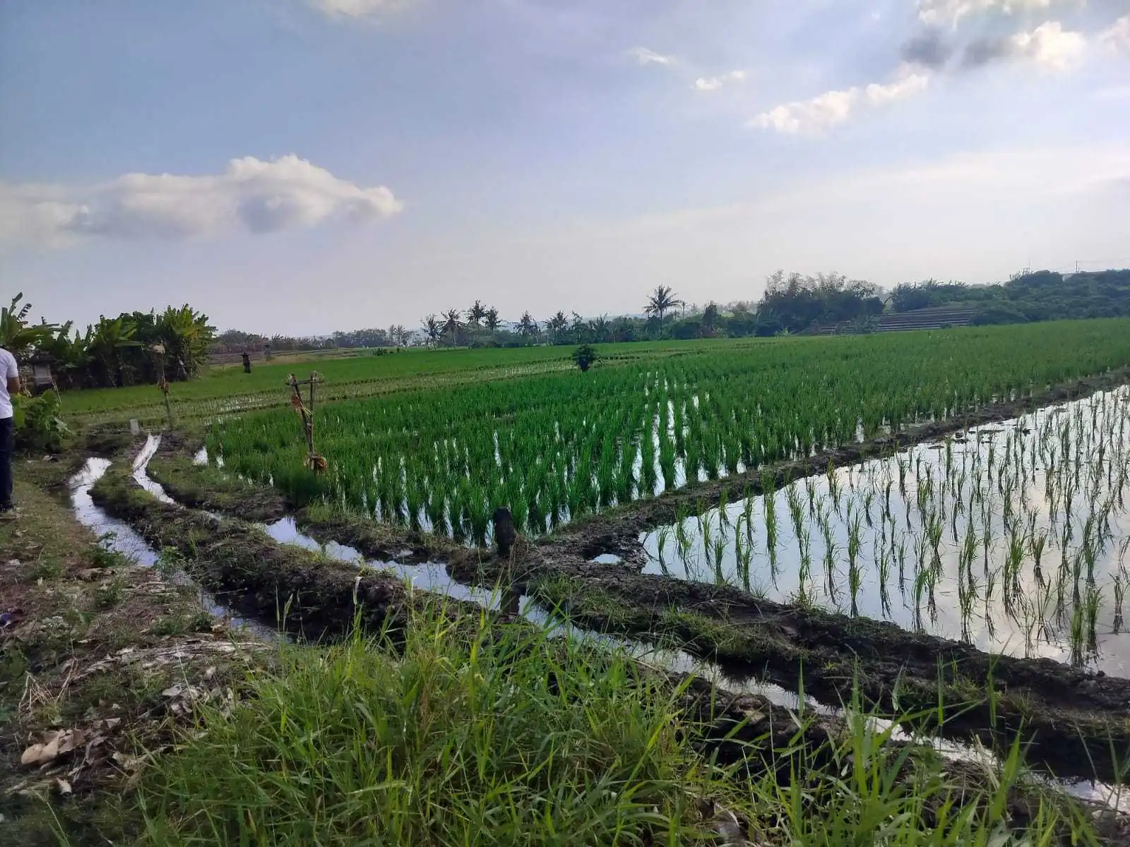 Jual Tanah 26 Are Pantai Pasut Kerambitan Tabanan View Laut Gunung