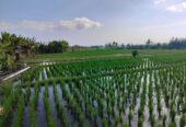 Jual Tanah 26 Are Pantai Pasut Kerambitan Tabanan View Laut Gunung