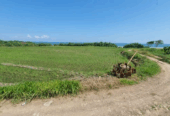 Jual Tanah 7850m2 Beachfront Kelating Tabanan