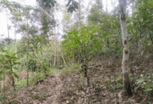 Jual Tanah Hadap Timur 9410m2 Desa Wongaya Gede Penebel Tabanan Untuk