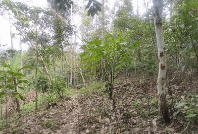 hanbrighton-jual-tanah-hadap-timur-9410m2-desa-wongaya-gede-penebel-tabanan-1