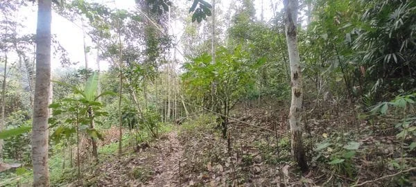 Jual Tanah Hadap Timur 9410m2 Desa Wongaya Gede Penebel Tabanan Untuk