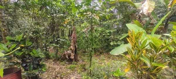 Jual Tanah Hadap Timur 9410m2 Desa Wongaya Gede Penebel Tabanan Untuk