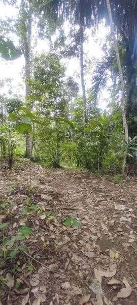 Jual Tanah Hadap Timur 9410m2 Desa Wongaya Gede Penebel Tabanan Untuk