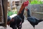 Di jual Ayam bangkok