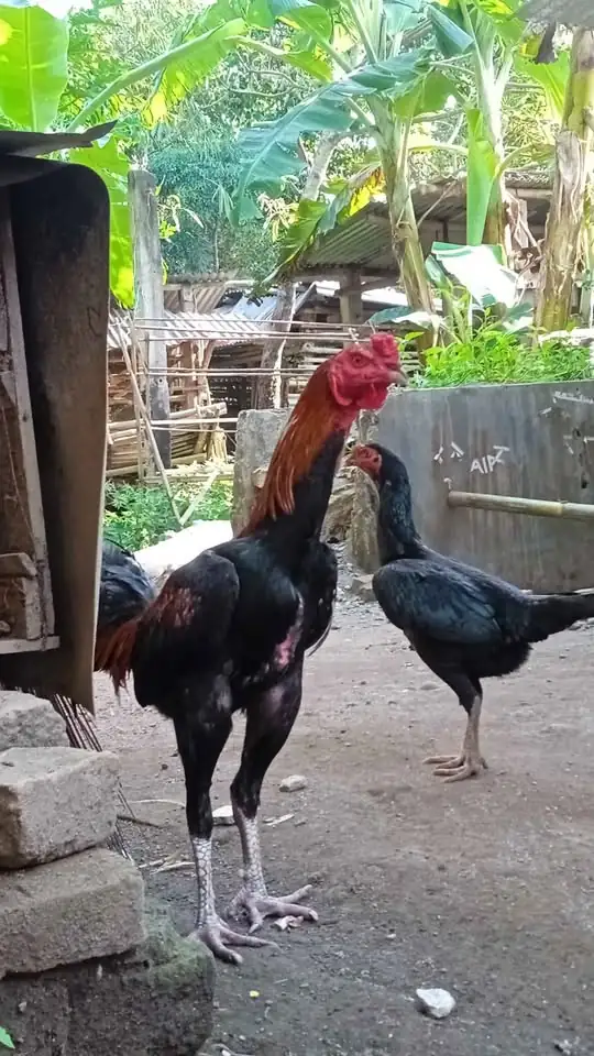 Di jual Ayam bangkok
