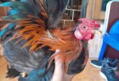 Ayam kate