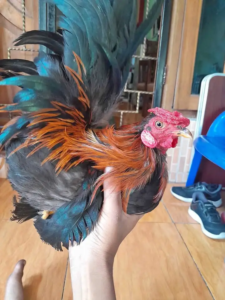 Ayam kate