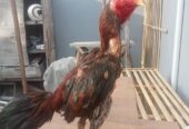 Ayam bulbi spesialis depan tarik