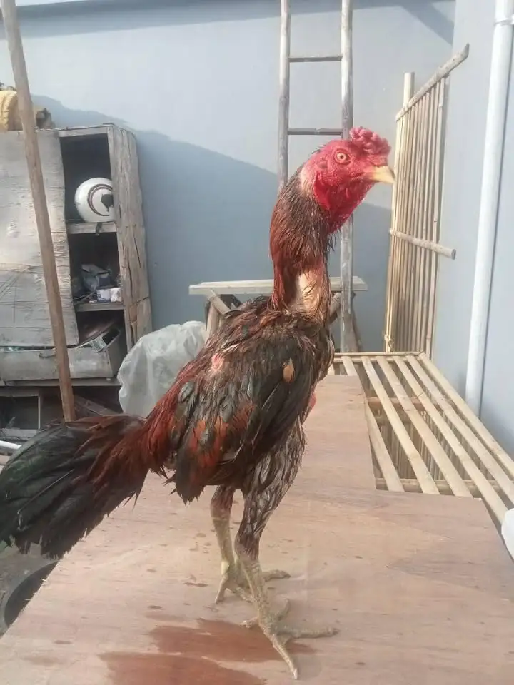 Ayam bulbi spesialis depan tarik