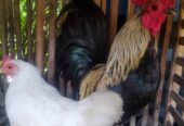 Ayam kate sepasang Bonus 1 anak