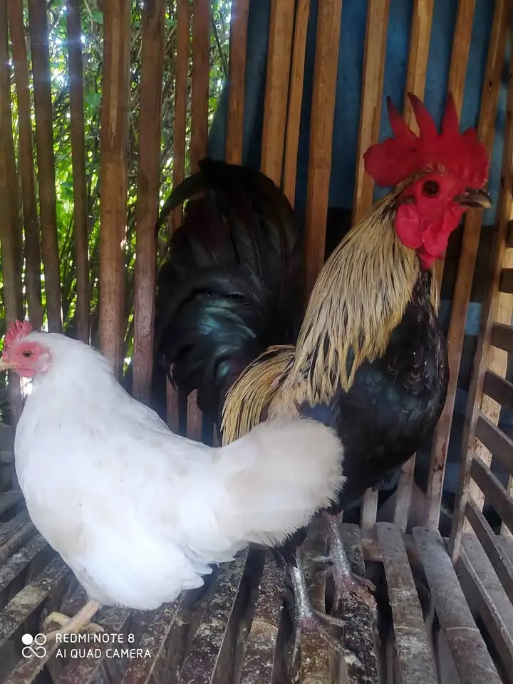 Ayam kate sepasang Bonus 1 anak
