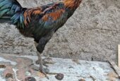 Ayam Jago
