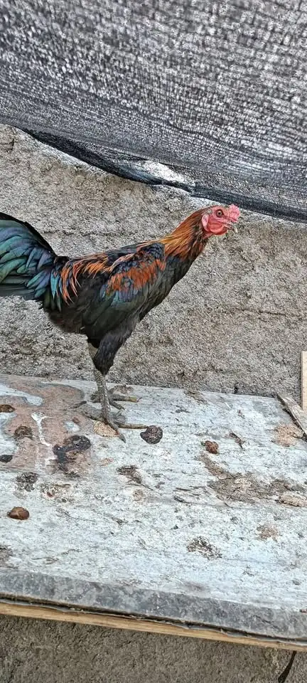 Ayam Jago