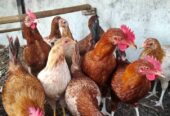Ayam elba jantan