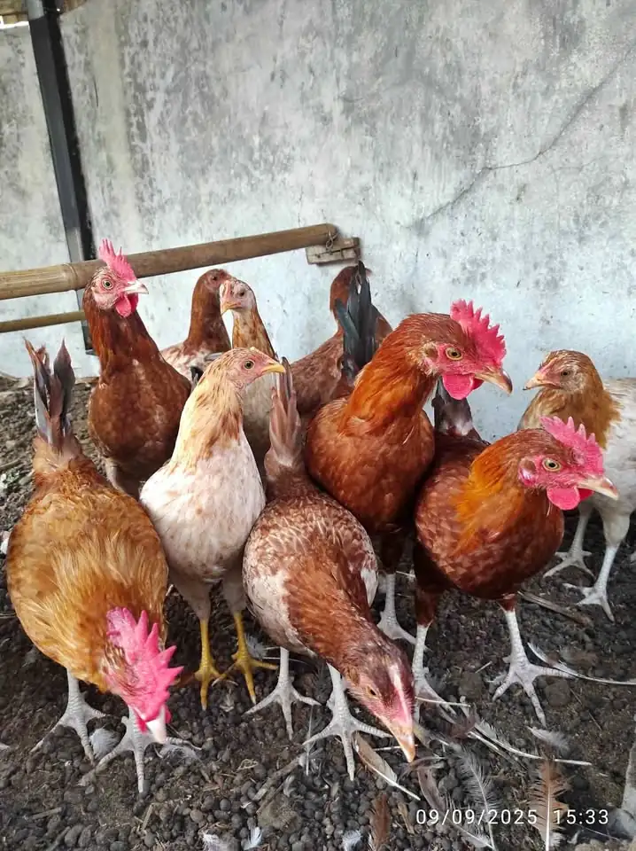 Ayam elba jantan
