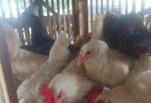 Ayam Elhorn (Elba x White Leghorn)