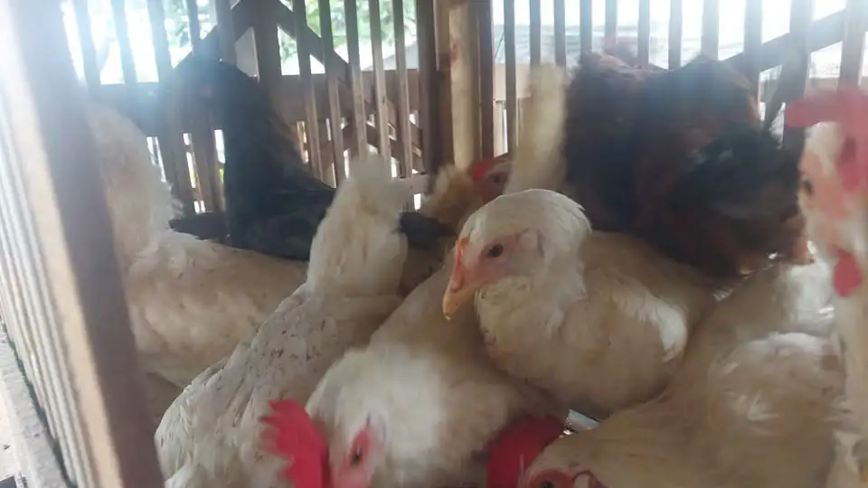 Ayam Elhorn (Elba x White Leghorn)