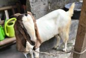 Jual Kambing Betina Ukuran Jumbo Mantab