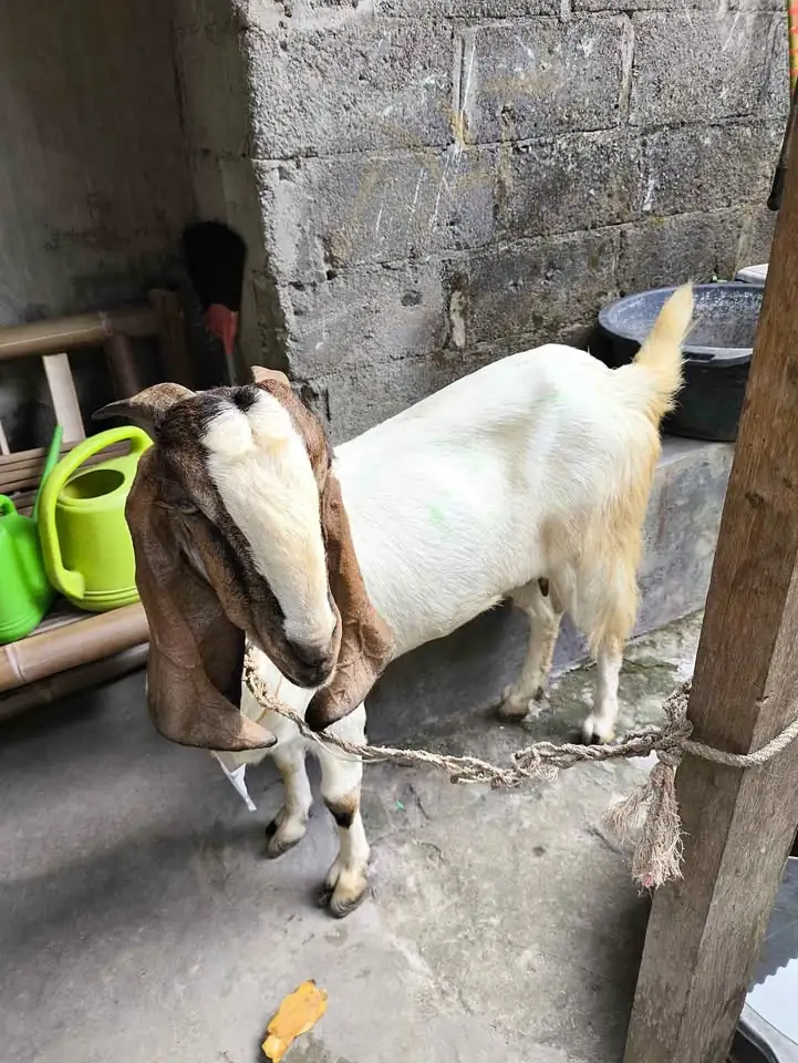 Jual Kambing Betina Ukuran Jumbo Mantab