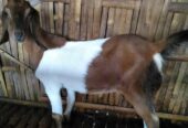 Paket Kambing aqiqah ekonomis sukoharjo