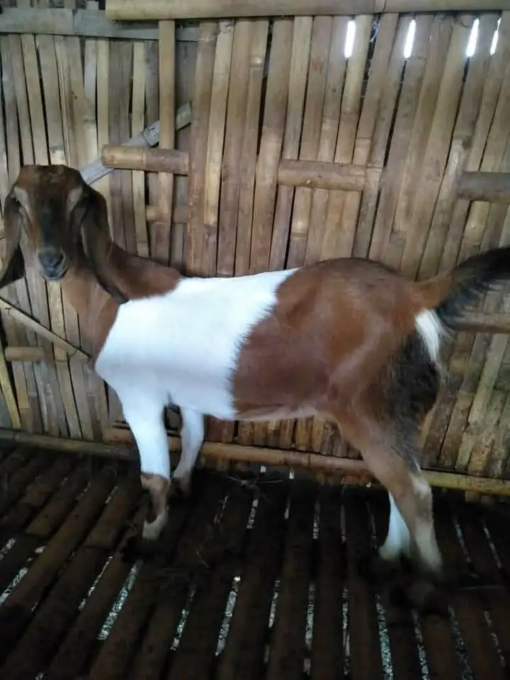 Paket Kambing aqiqah ekonomis sukoharjo