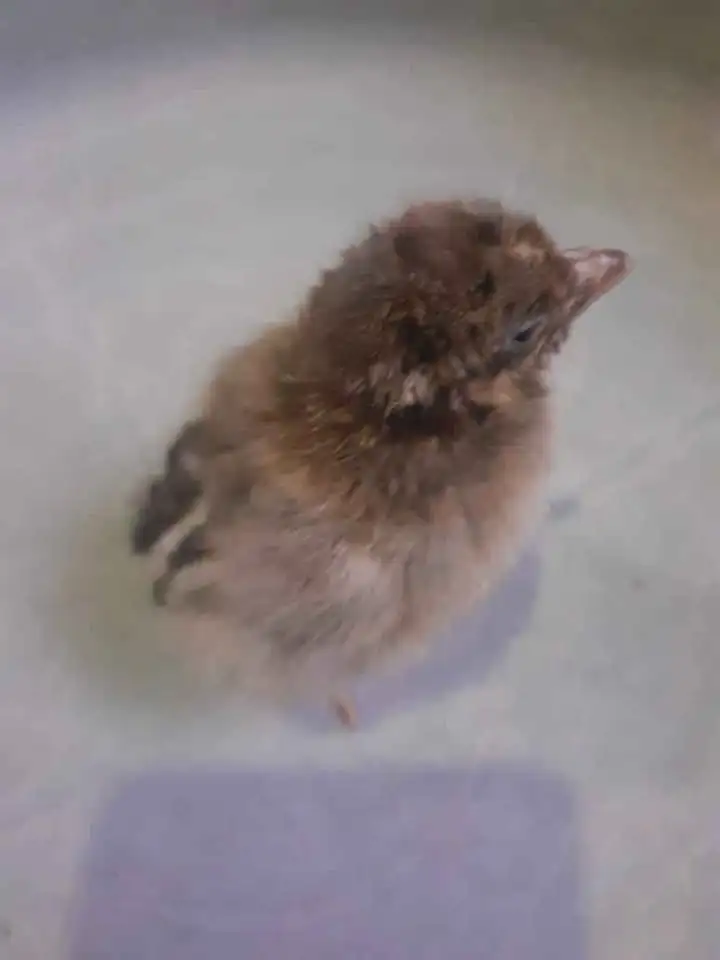 DOC ayam elba