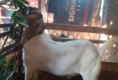 Dijual kambing jawa jantan 1.700 nego