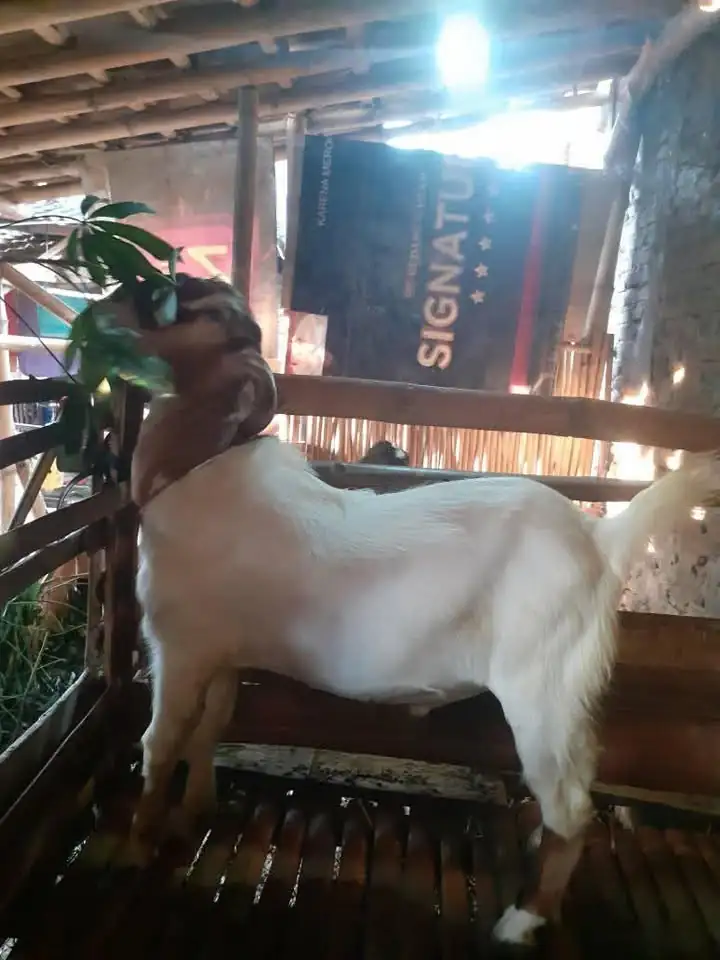 Dijual kambing jawa jantan 1.700 nego