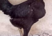Ayam bk