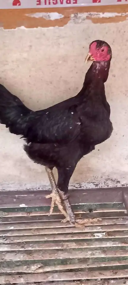 Ayam bk