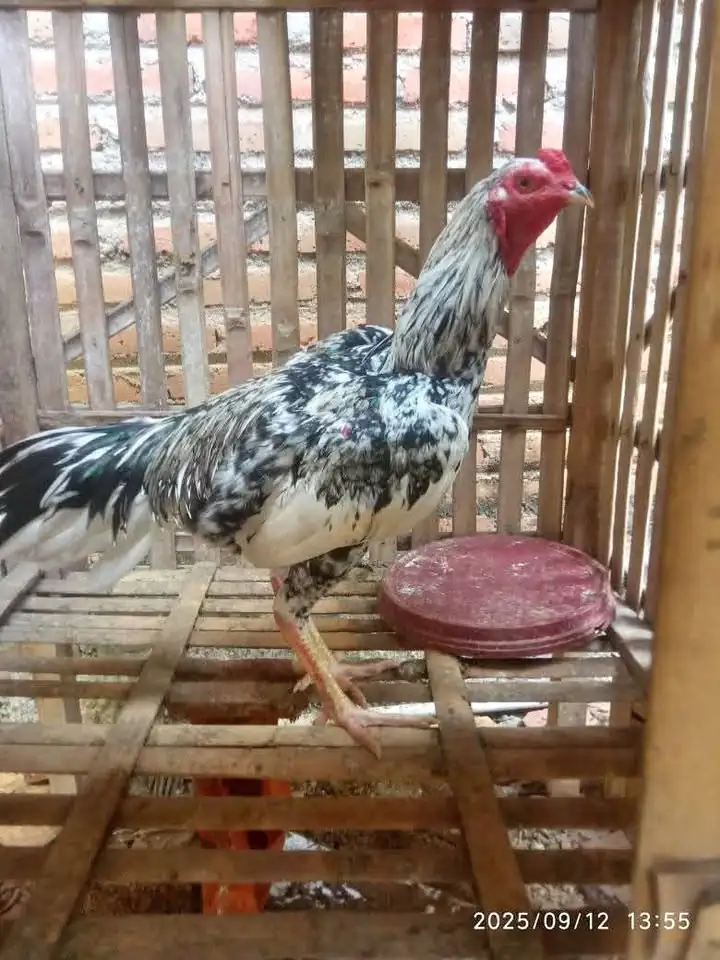 jago wido blorok