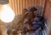 Anak Ayam Cemani