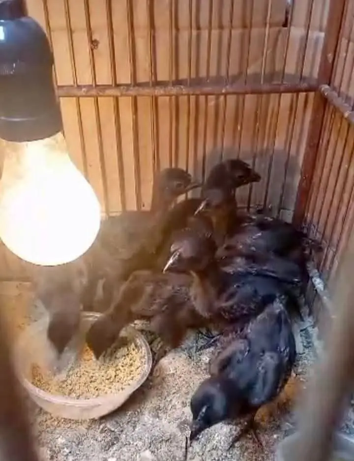 Anak Ayam Cemani