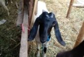 Ready Qurban Kambing jawa