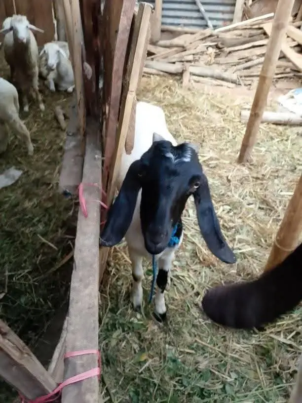 Ready Qurban Kambing jawa