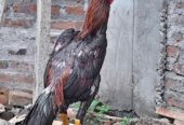 Ayam bk