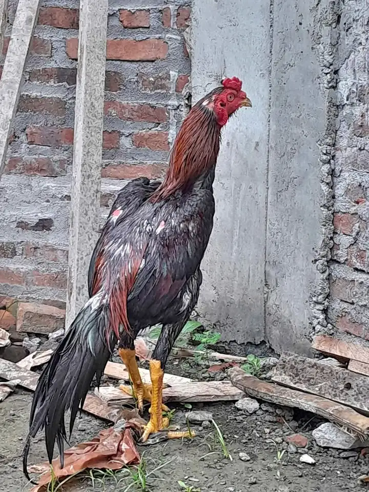 Ayam bk