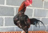 Ayam bangkok