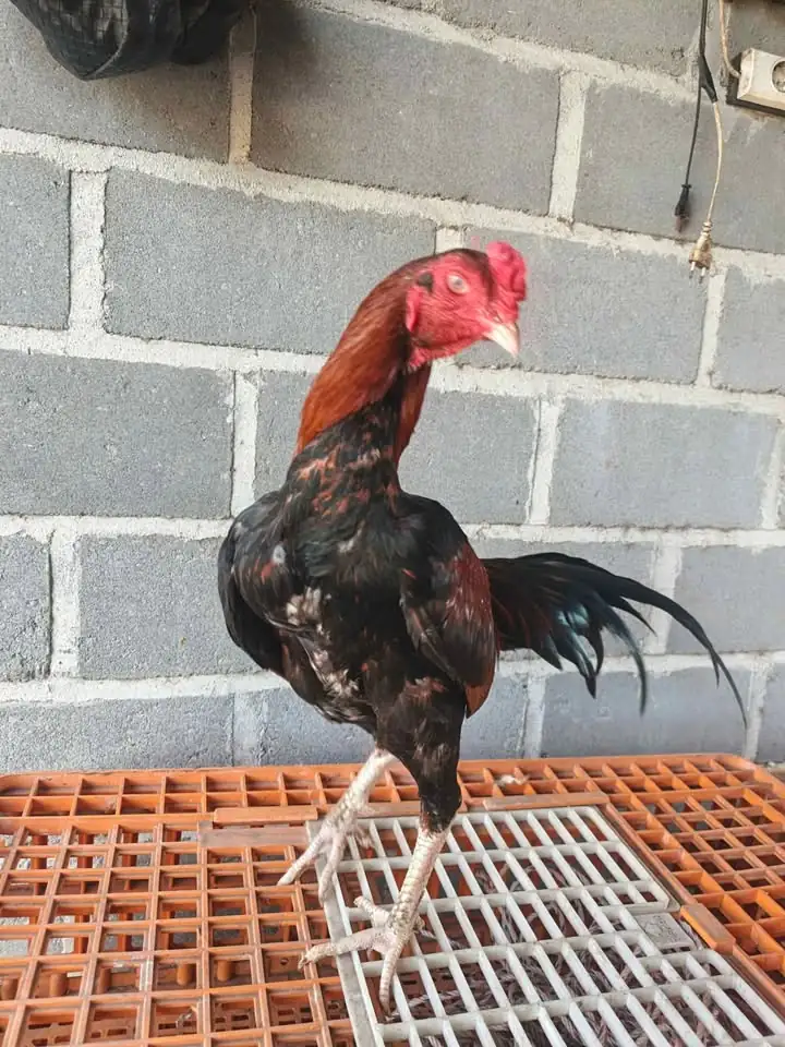 Ayam bangkok