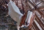 Kambing etawa+anak