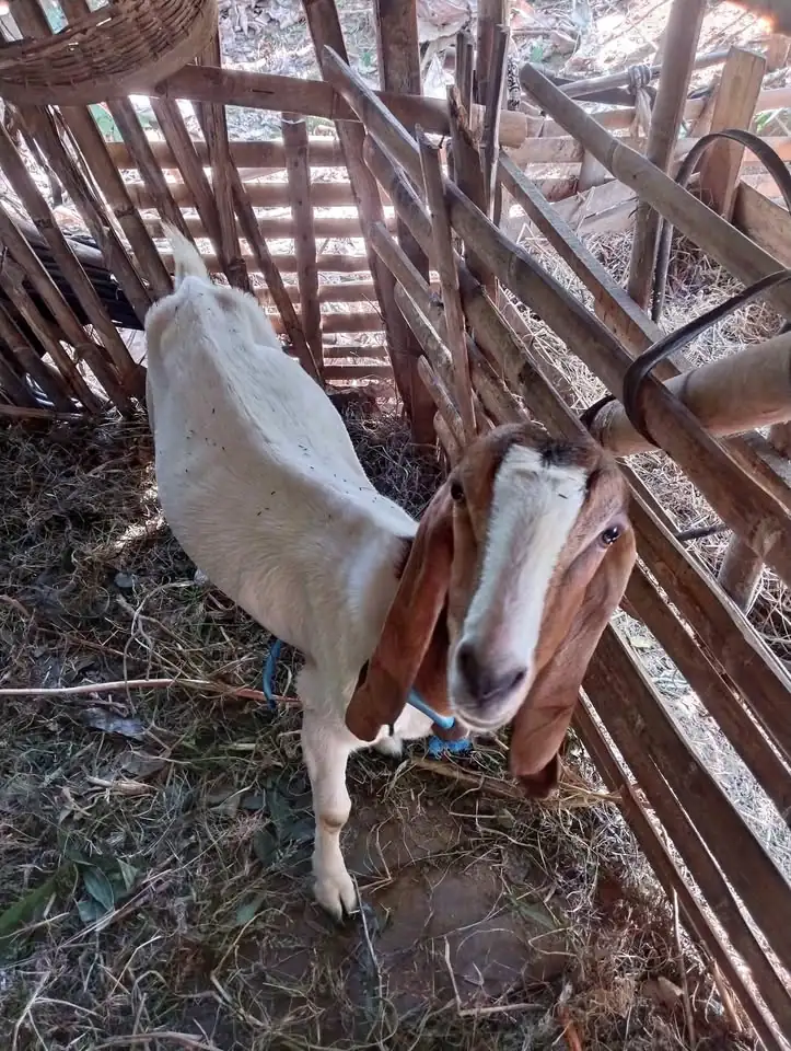 Kambing etawa+anak