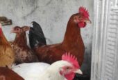 Ayam elba jantan