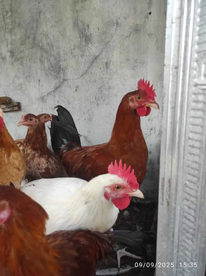 Ayam elba jantan