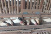 Ayam Elhorn (Elba x White Leghorn)
