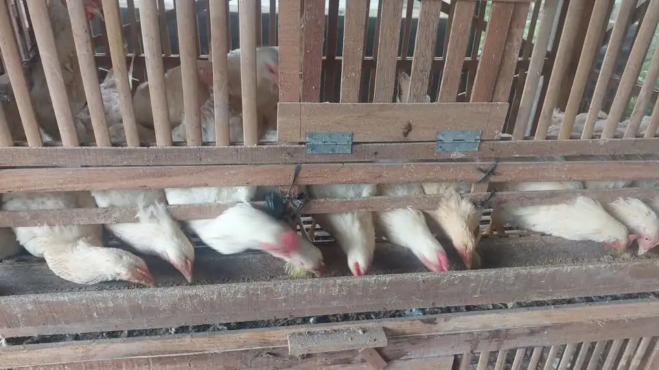 Ayam Elhorn (Elba x White Leghorn)
