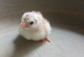 DOC ayam elba